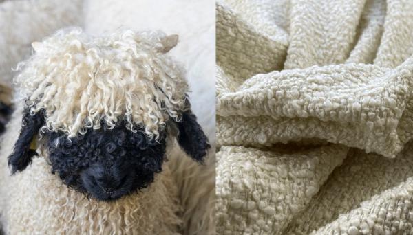 Sheep and boucle sample
